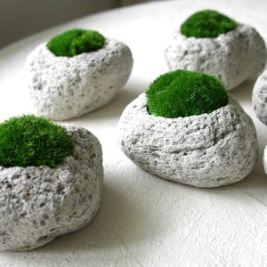 Piece of Moss: objects, preserved moss, house warming gift, home decoration, indoor plants, moss, art, center piece, stone