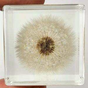 Real Dandelion in Crystal Clear Lucite Resin 40mm Cube Specimen Botanist Herb Herbarium Botany Paperweight Unique Flower Gift for Her Gift's